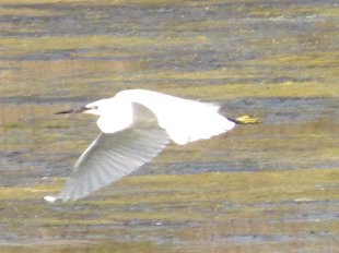 aigrette garzette en vol